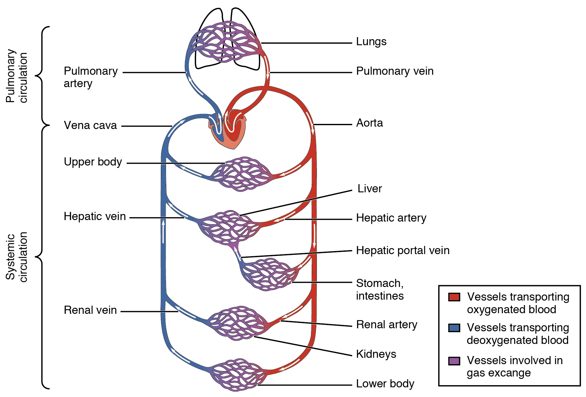 a diagram of the human heart blood flow